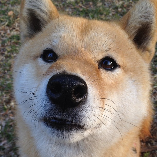 开云体育平台APP-天神与凡人，东契奇生死战之夜