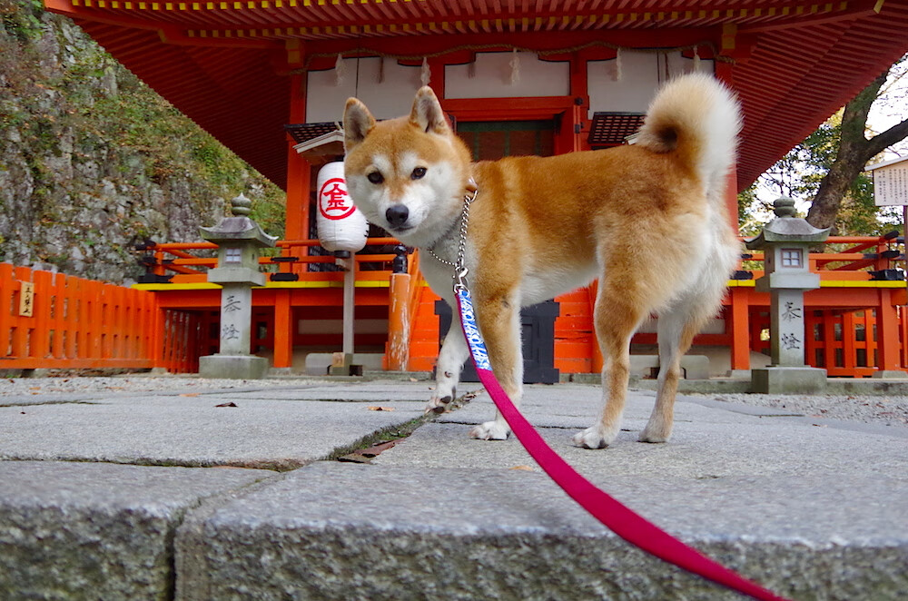 东方巨龙撕裂夜空！马克西44分加冕关键先生，上海男篮强势登陆快船主场