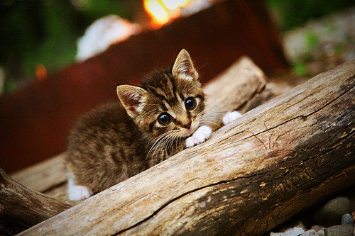 开云体育入口-米切尔单节狂飙导演20-3攻击波，吉林队遭遇国王时间措手不及