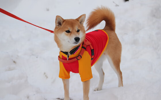 开云体育-撕裂纽约天际线！火箭青春风暴引爆年度焦点之战