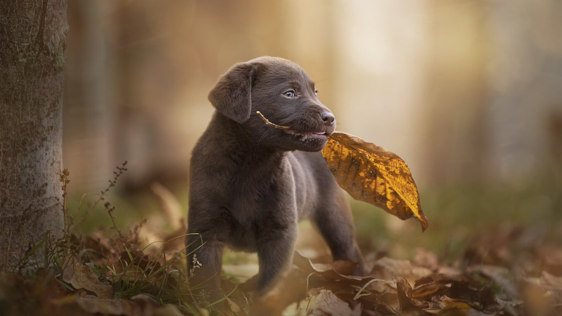 双城记,从上海滩到波士顿—大闸与王牌,两种形态的接管
