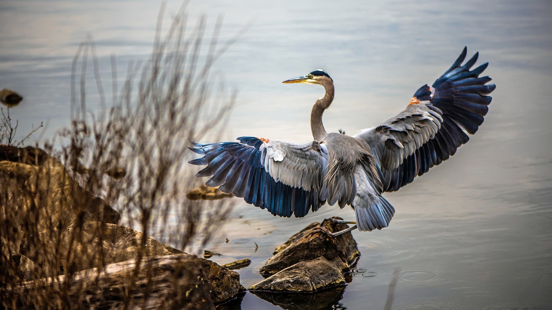 开云体育app-以平凡铸就非凡，拉齐奥352教科书，阿尔瓦雷斯在半决赛的战术质变