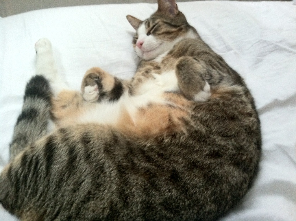 狂胜改写排名版图，苏格兰风暴席卷伊拉克，世界排位争夺战现惊天变局