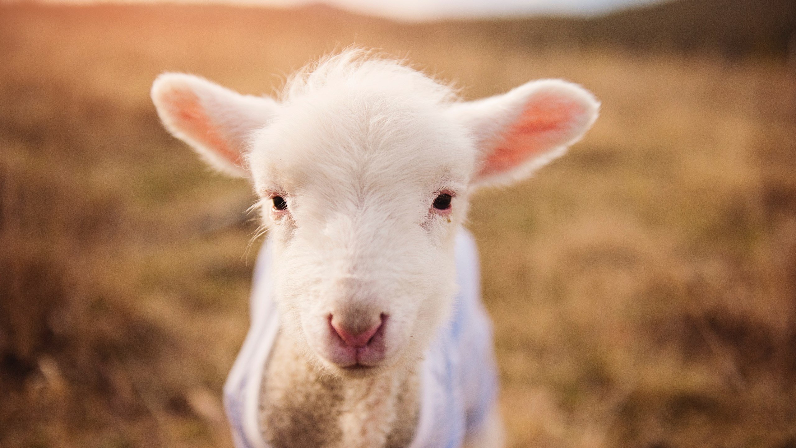 莱比锡风暴席卷红魔陨落,凯塞多的时代宣言在美加墨上演