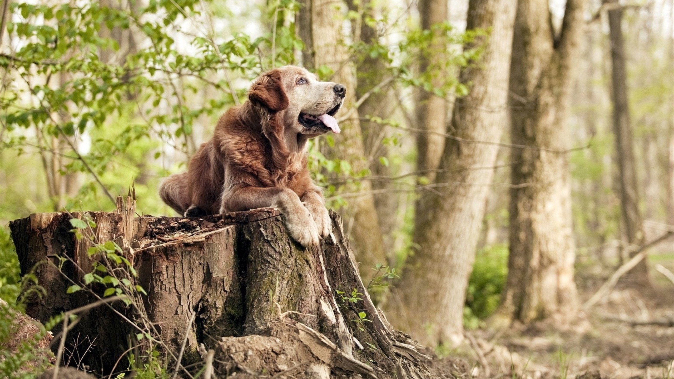 开云体育平台APP-历史性对决，委内瑞拉逼平阿根廷，奥利维耶刷新门将零封纪录