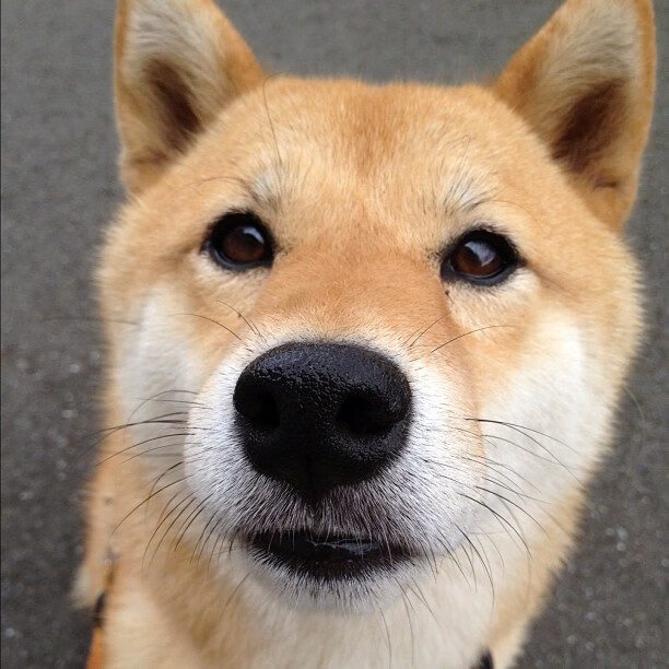 蝴蝶扇动翅膀，奥亚尔萨瓦尔的续约，如何让阿森纳在转会市场收割巴萨？