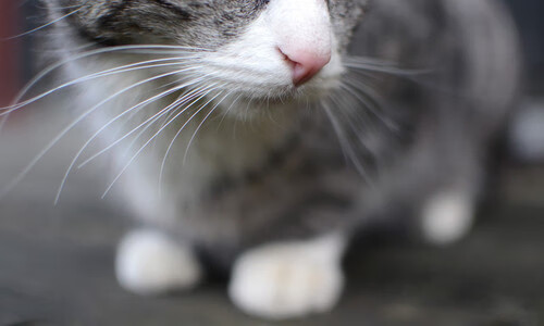 攻防天秤倾斜！骑士窒息强压撕裂开拓者，文班亚马逆境中上演教科书攻防课