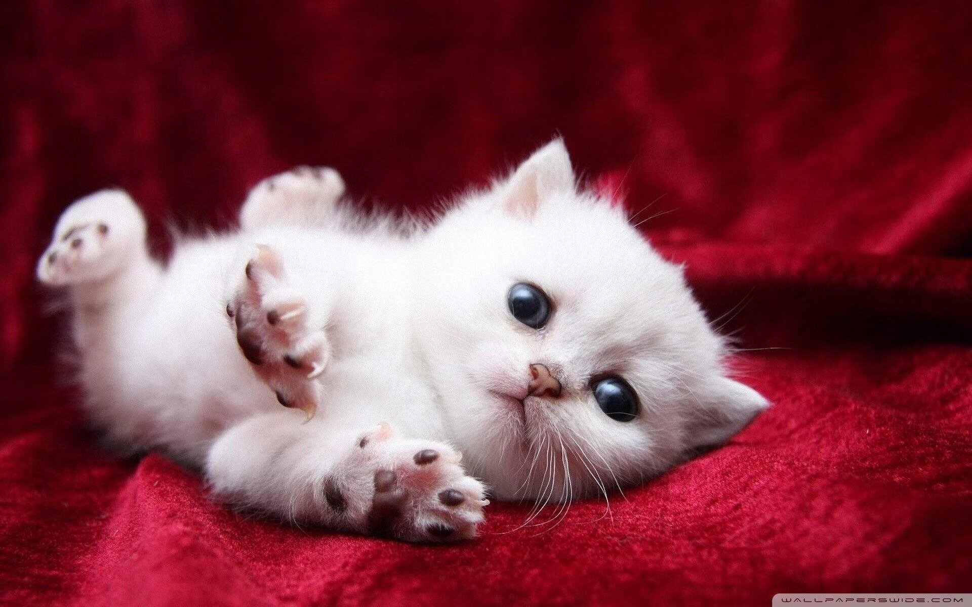 当神塔刺破黄衫神话，伊布的独角戏与法兰西的集体弑神