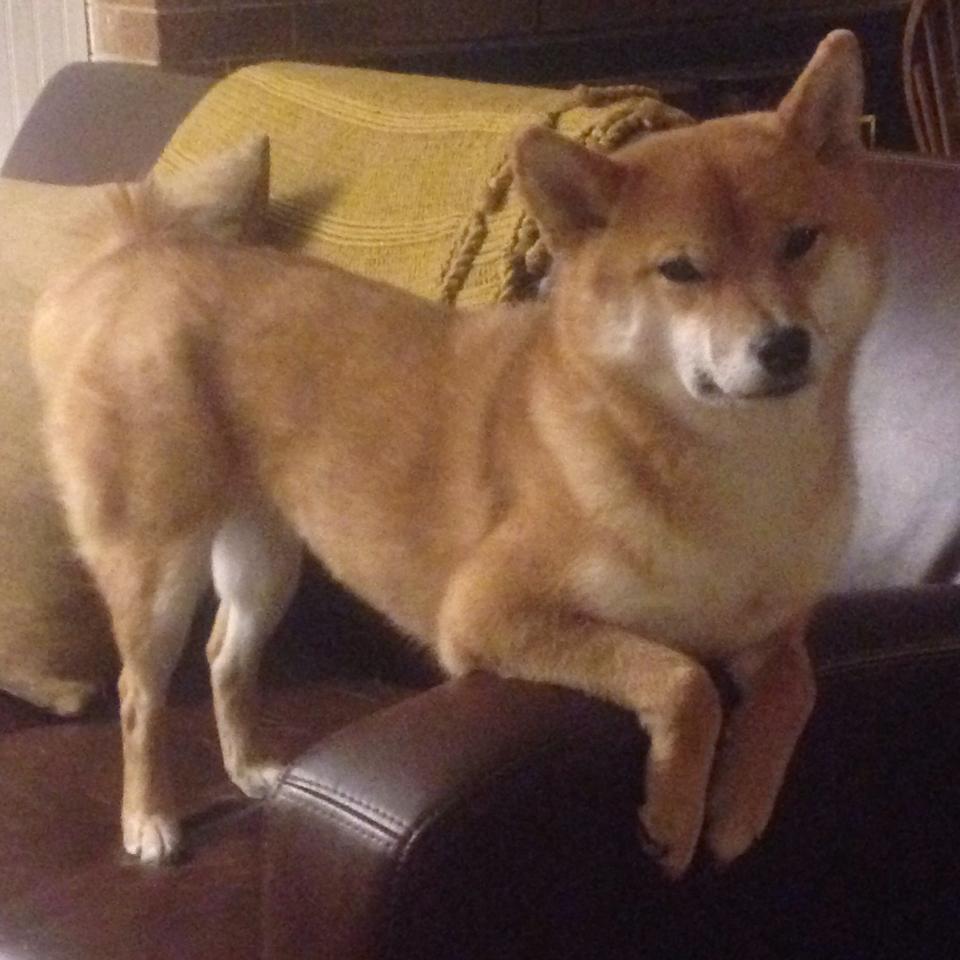 绿茵场上的逆袭，南非生死战取胜那不勒斯，2026世界杯焦点战背后的故事