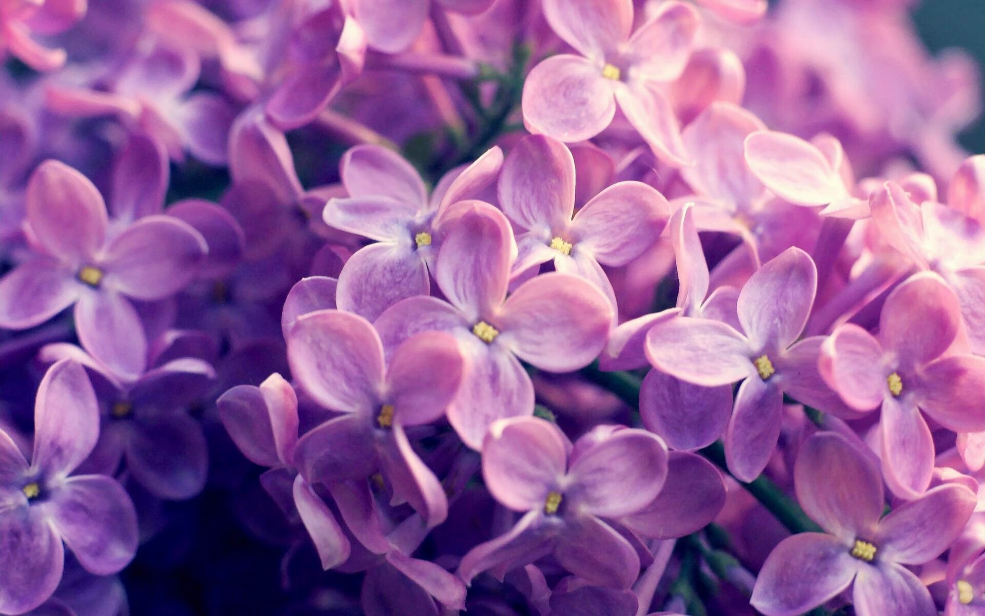 绿茵场上的凯恩定律,当哥伦比亚的利刃刺穿喀麦隆的盾牌