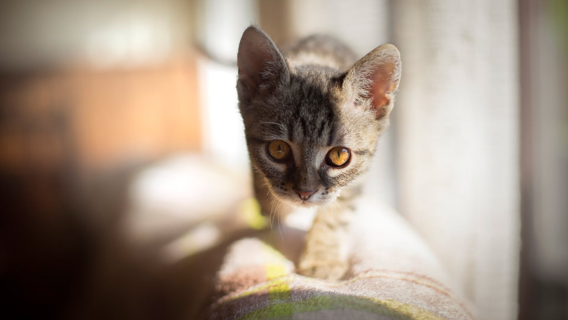 NBA之魂与绿茵激情共舞，范弗利特的生涯之夜，照亮了亚平宁的星空