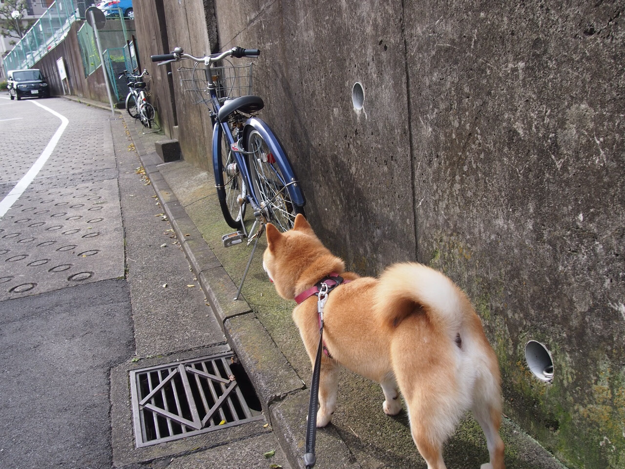 星光与暗涌，维尼修斯爆发背后，澳大利亚的团队胜利启示录