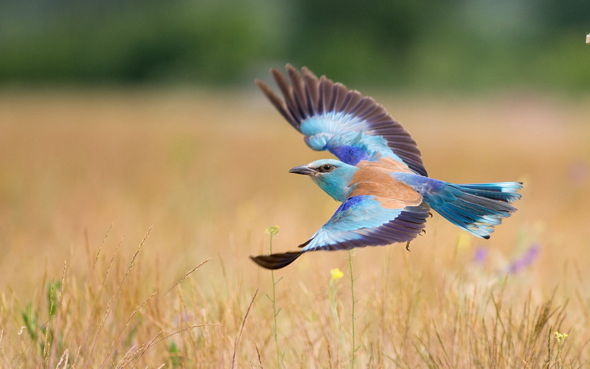 开云sport-当恒星陨落时，流星划破天际，卡拉斯科的决赛之夜，一场无法被定义的高能输出